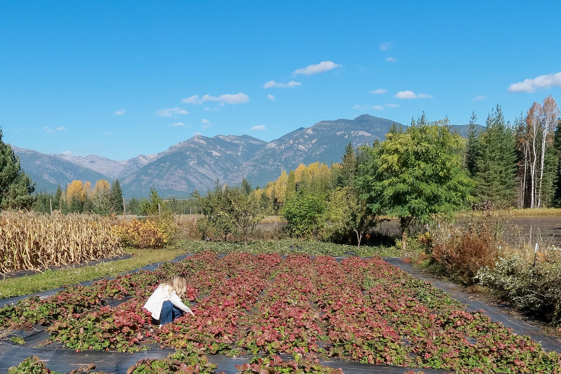 Kiana picking strawberries in the field with the Cabinet Mountains behind her