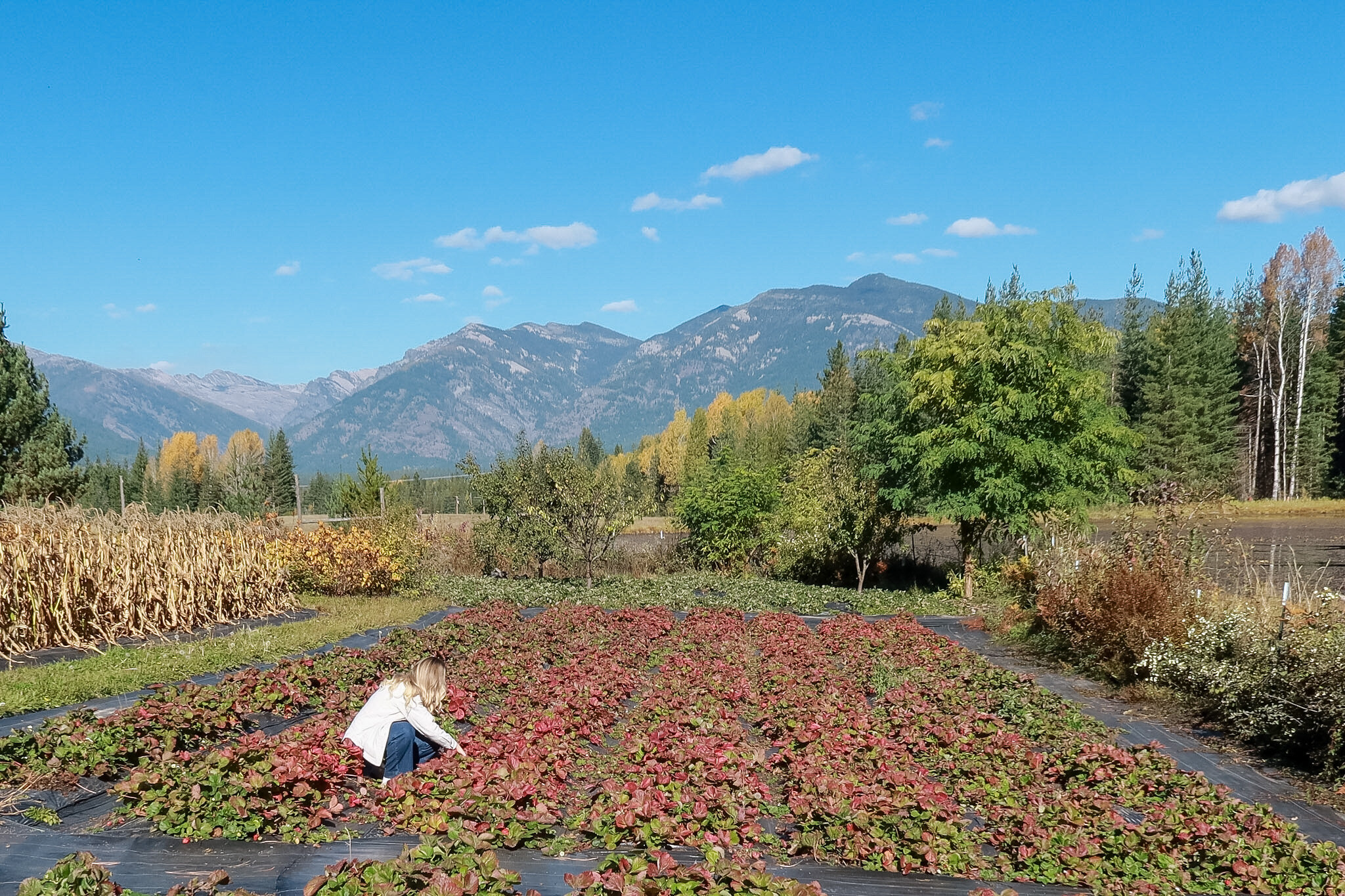 Kiana picking fall strawberries at Elk Ridge Farm with the Cabinet Mountains behind her