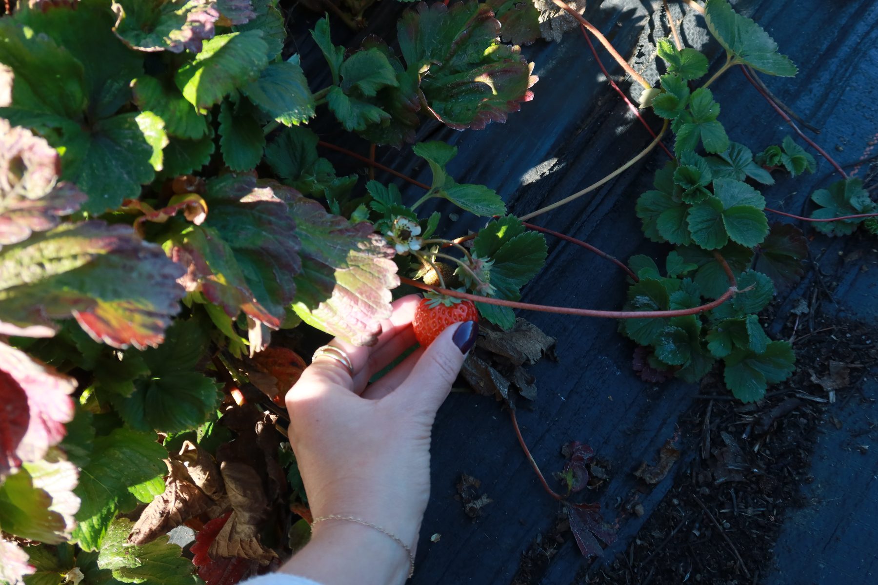 Picking strawberries from the plants