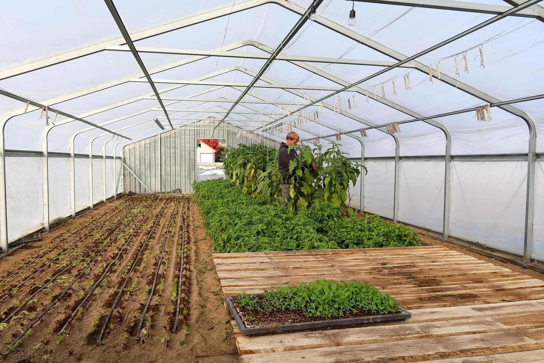Inside a long hoop house with rows of young greens