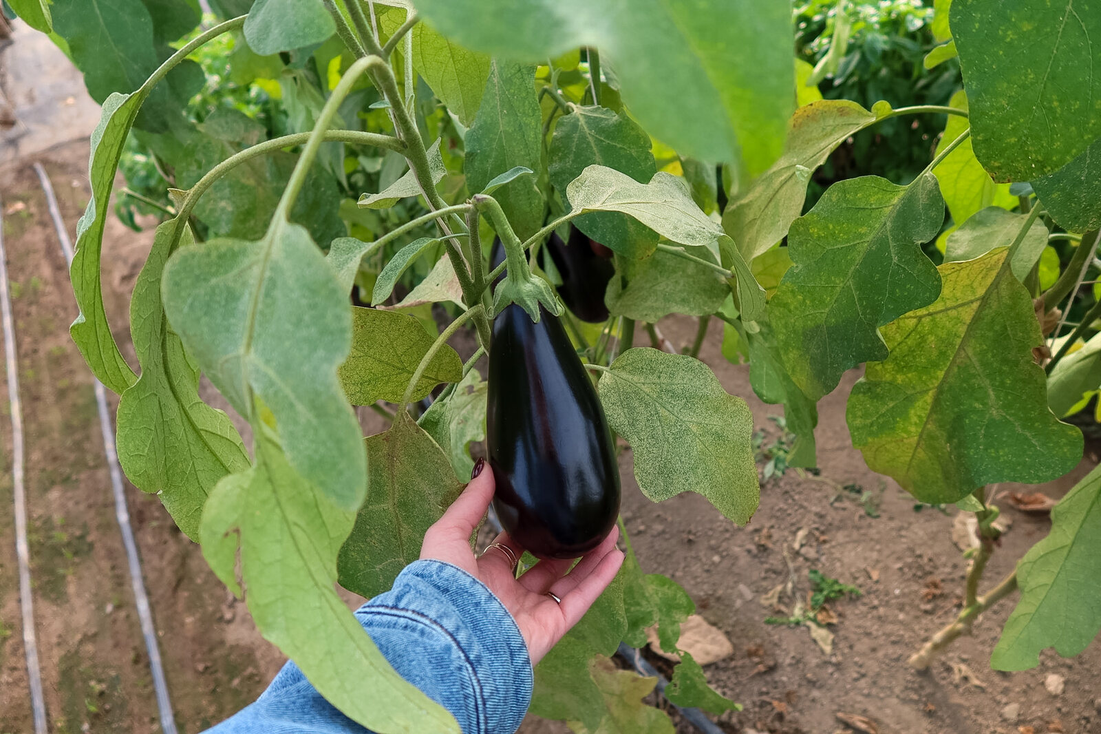 Holding a glossy eggplant on the plant in the hoop house