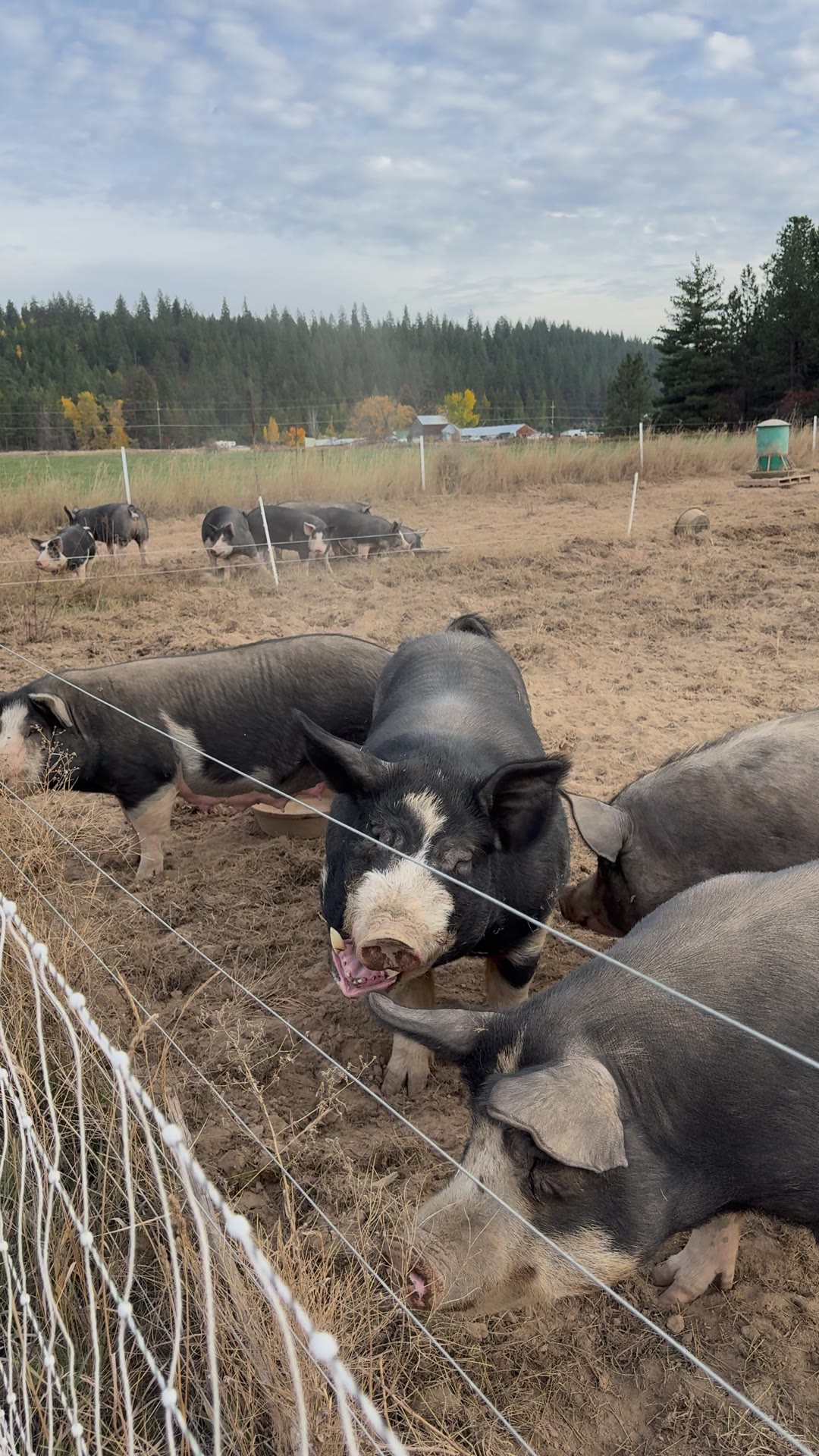 Pigs crowding the fence in the pasture
