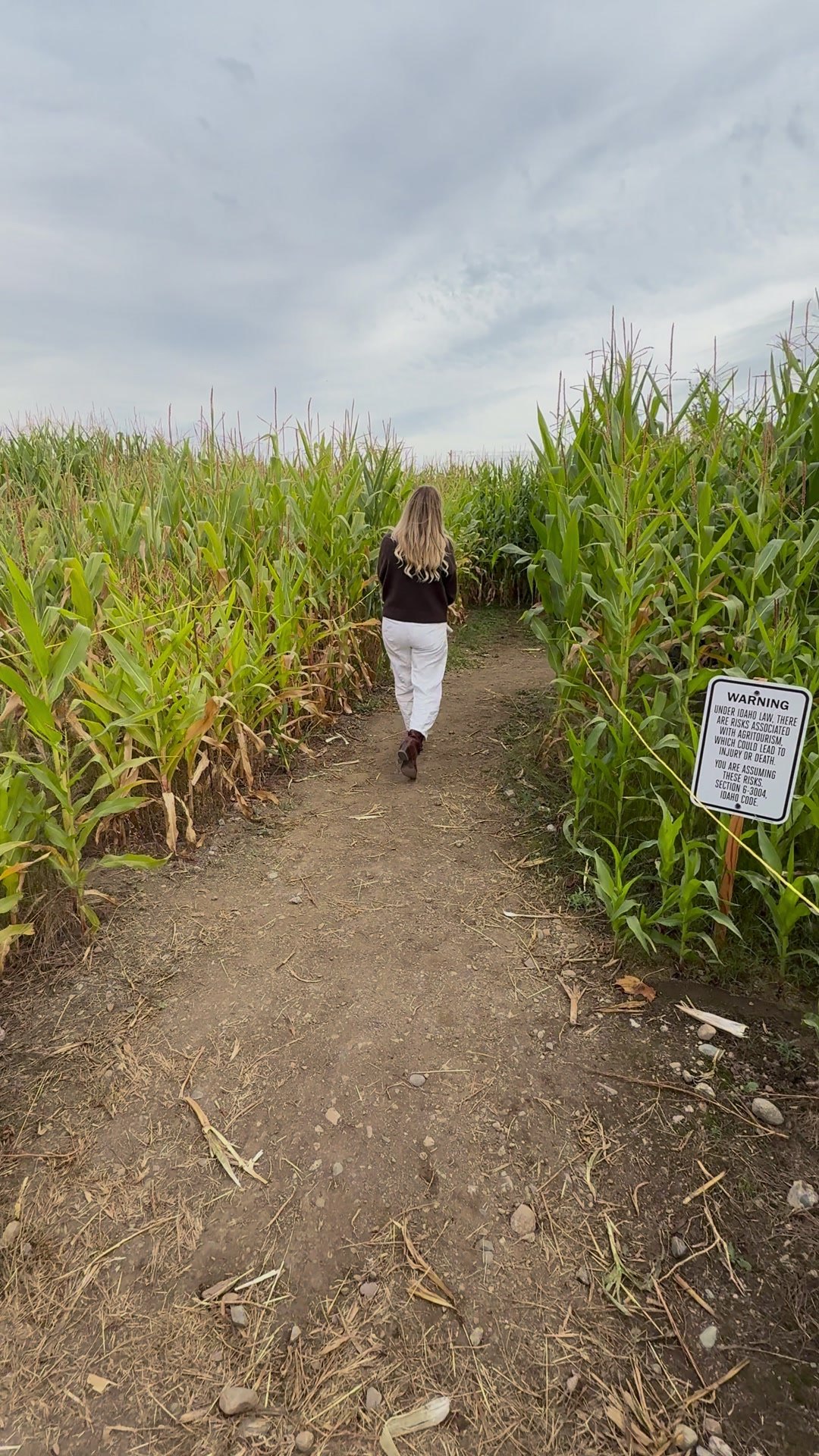 Walking into the corn maze