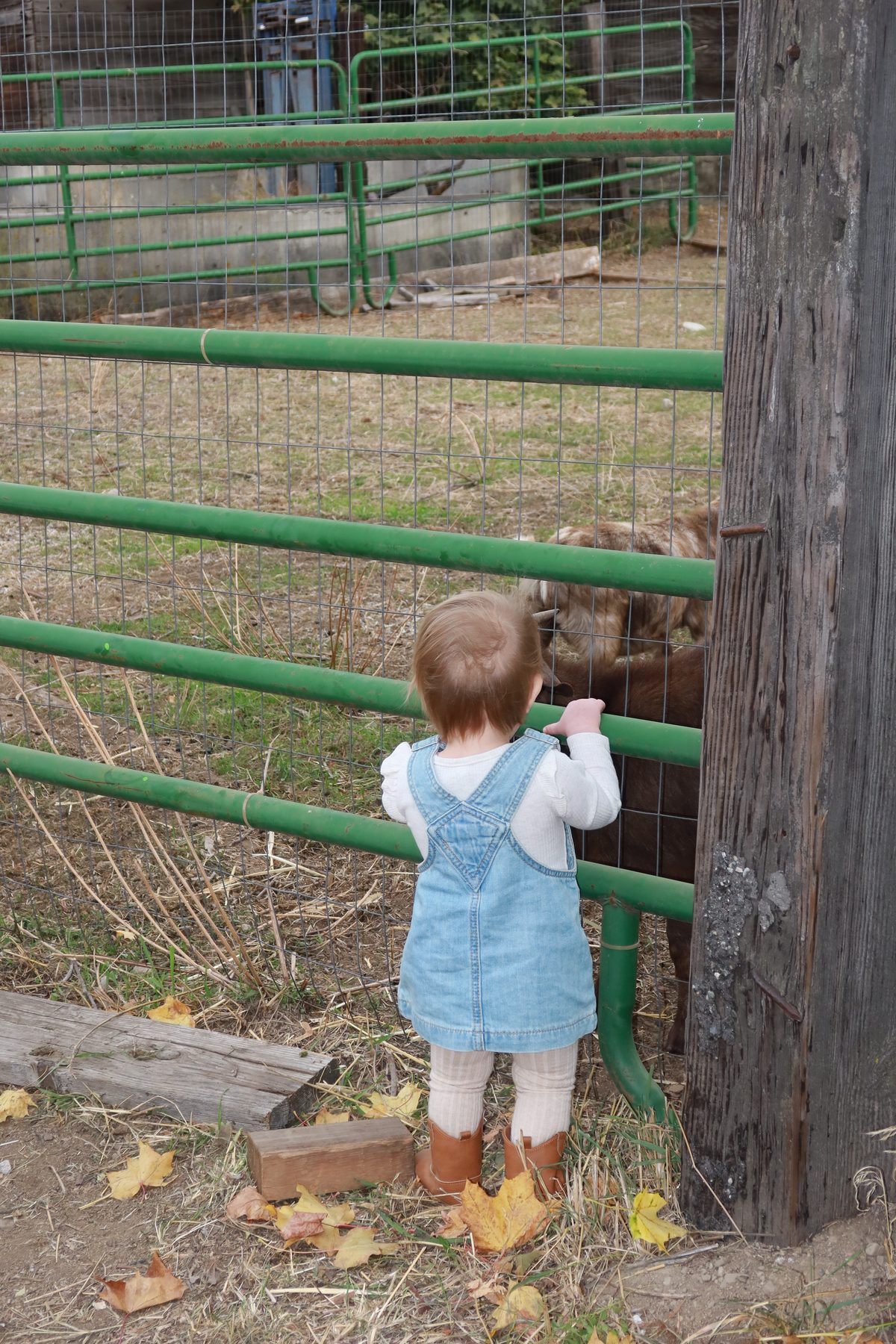 A toddler in overalls peeking through the goat pen