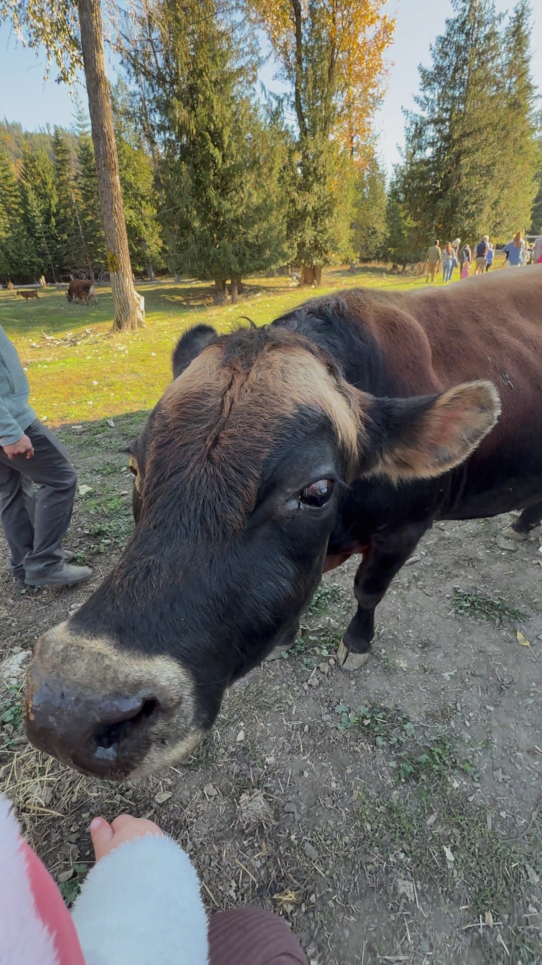 A friendly cow sniffing the camera