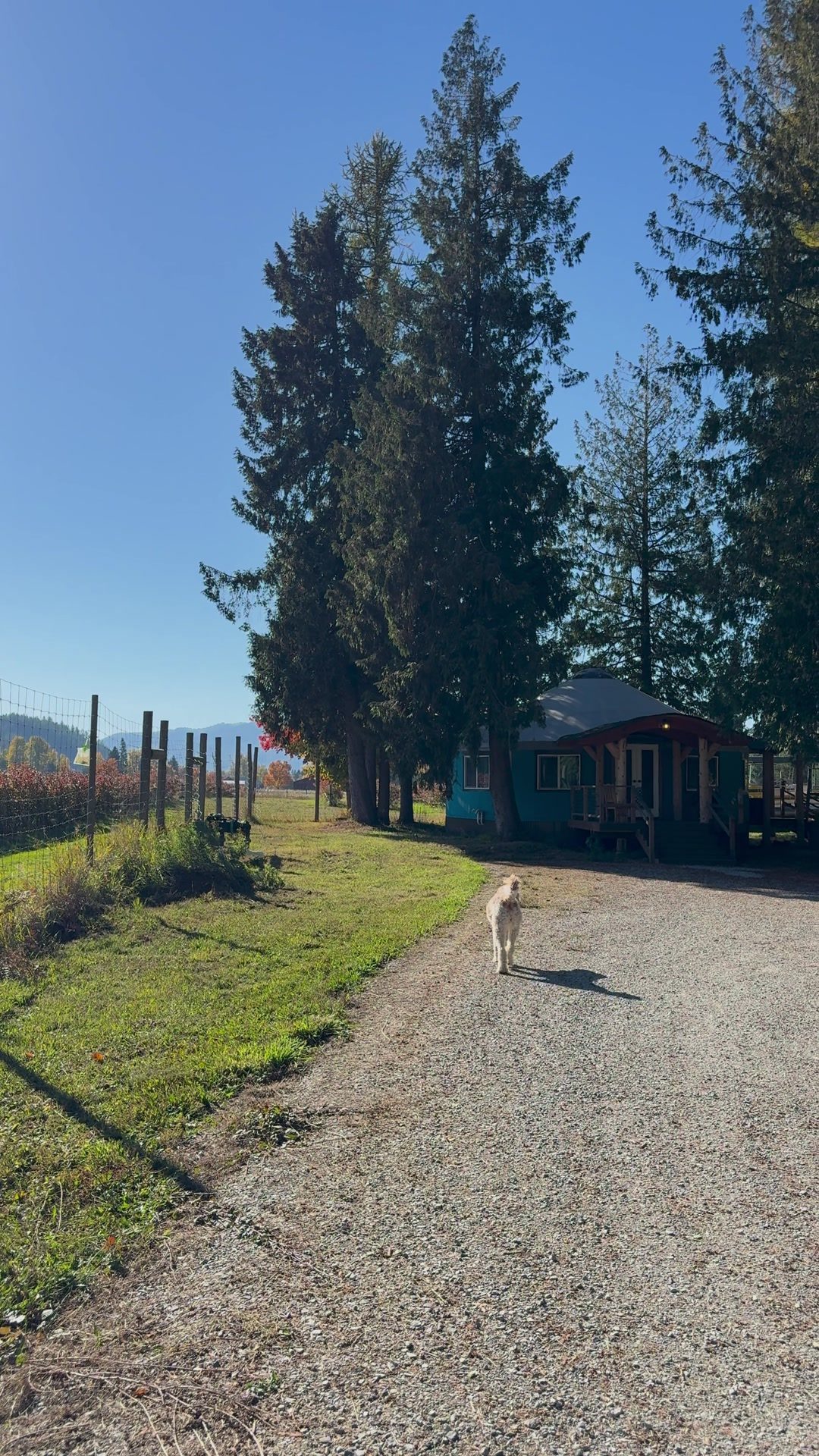 The farm dog on the gravel lane leading to the yurt under tall evergreens