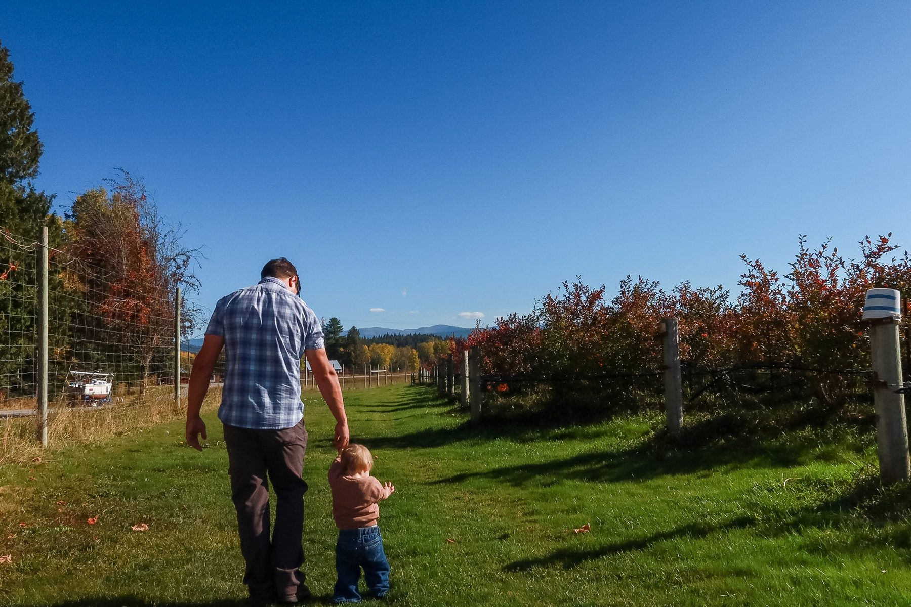 Taylor walking hand in hand with our daughter past the blueberry rows
