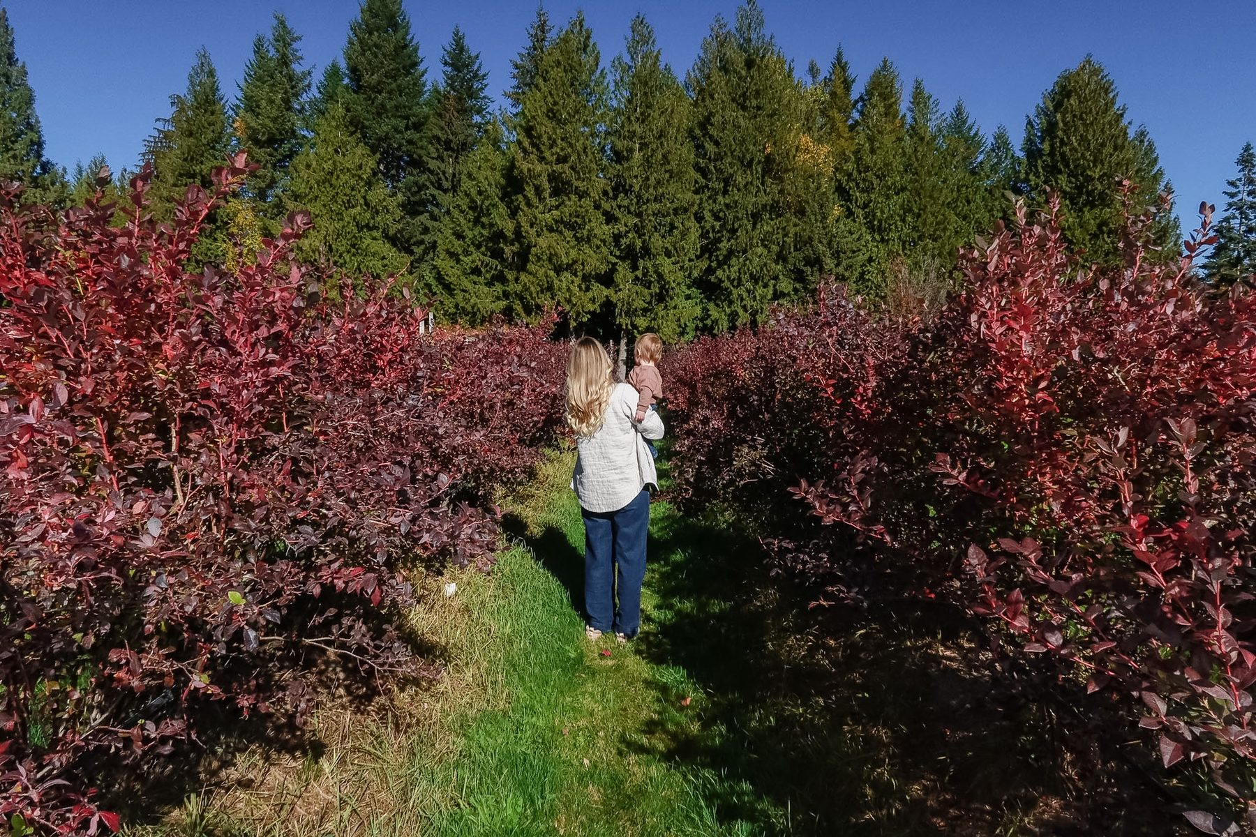 Kiana walking between rows of red fall blueberry bushes