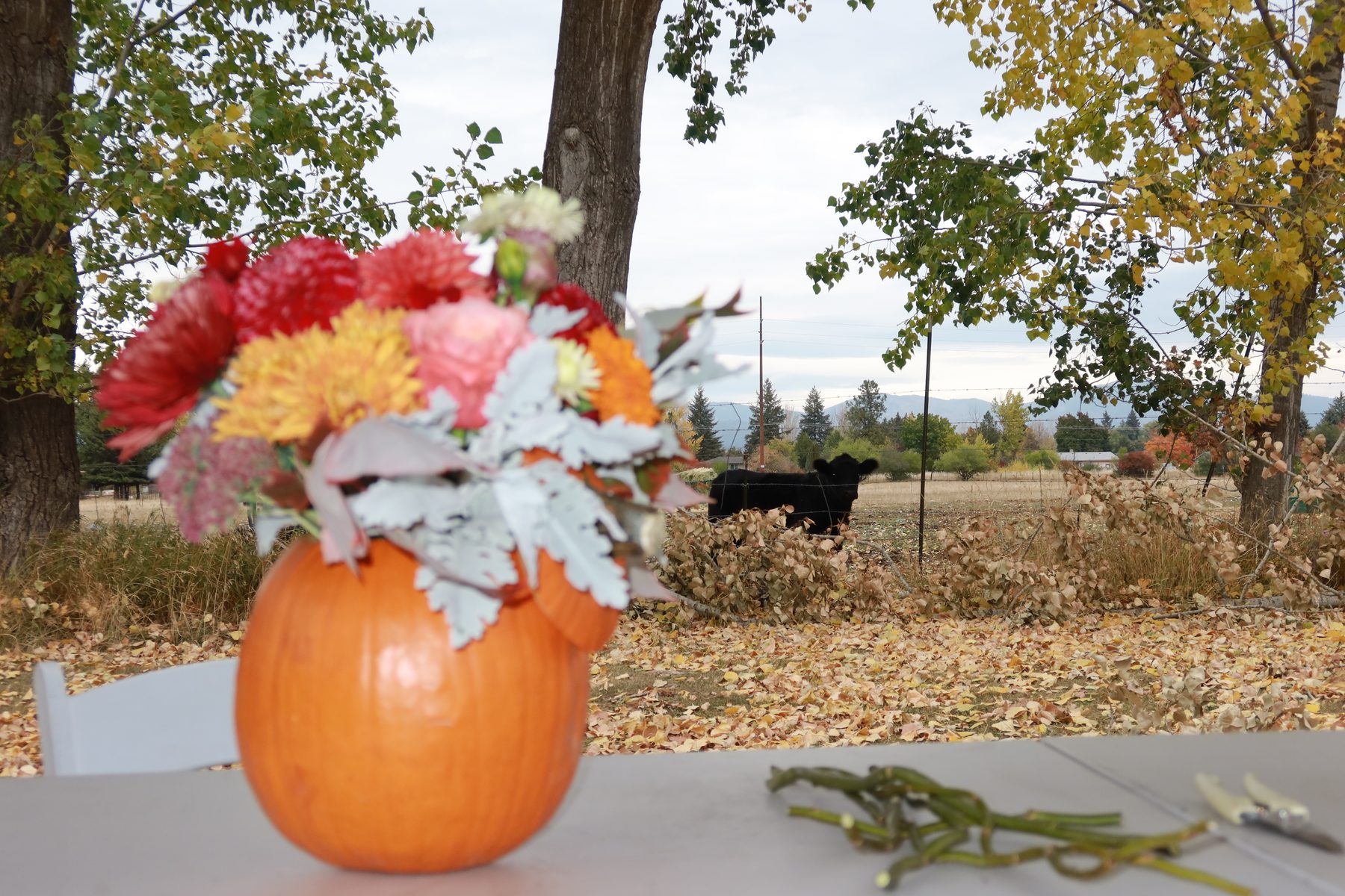 A pumpkin arrangement on the table with a cow grazing in the field behind it
